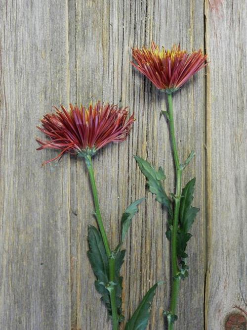 CHISPA BRONZE SPIDER MUMS